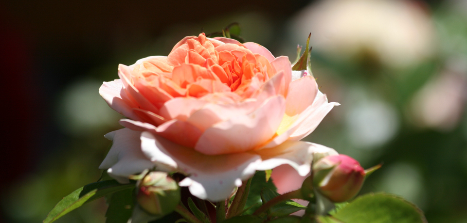 Duftende Rosen in Hildegards Garten
